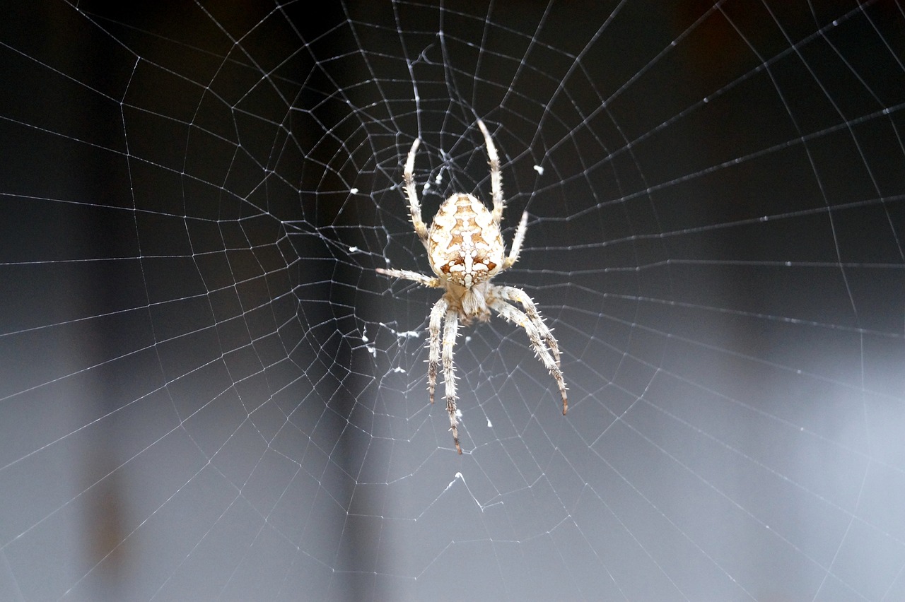 spider insect cobweb free photo