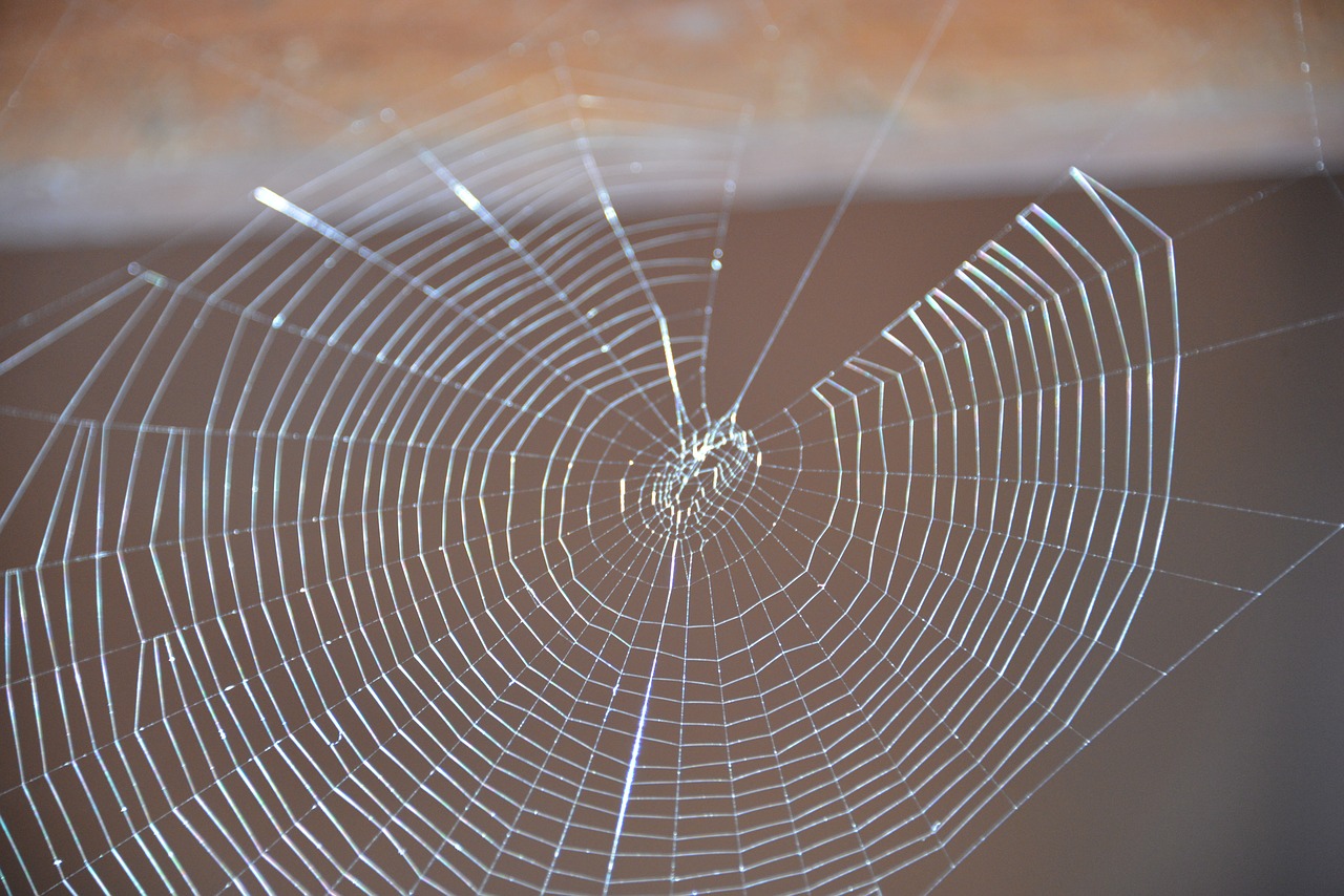 spider web nature free photo