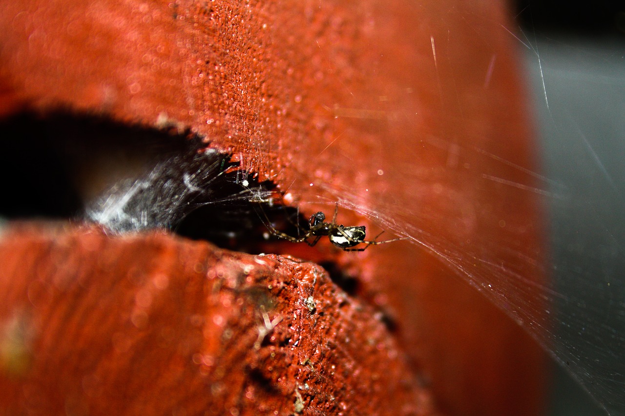 spider cottage summer free photo