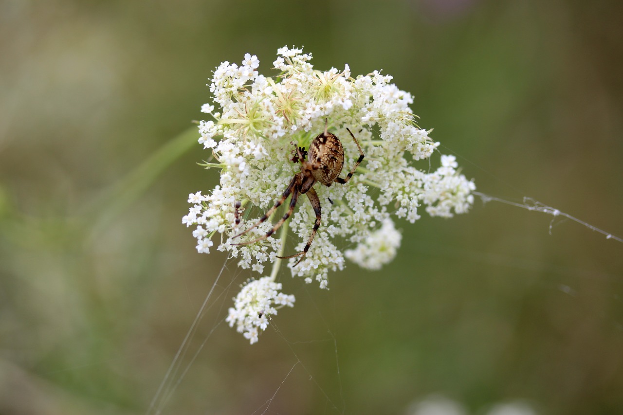 spider flower white free photo