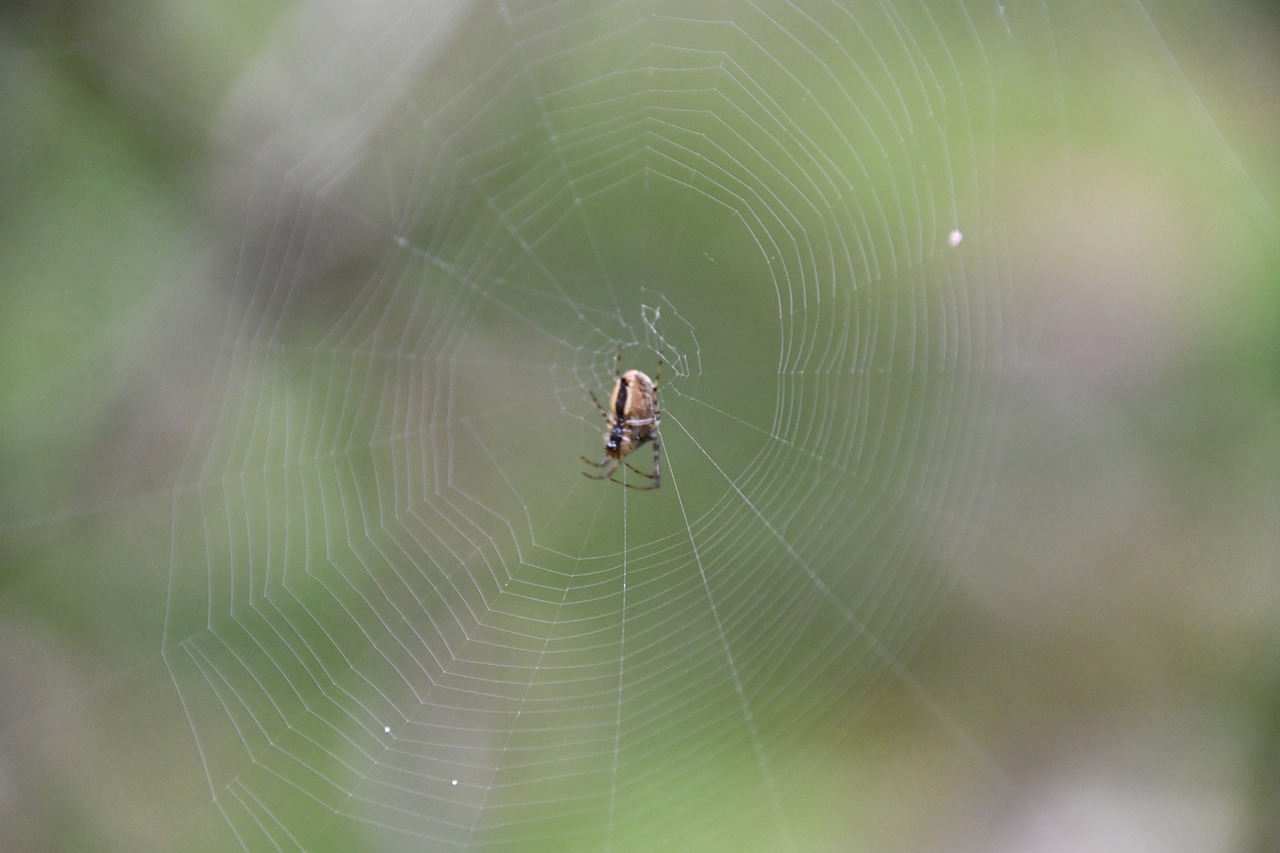 spider nature cobweb free photo