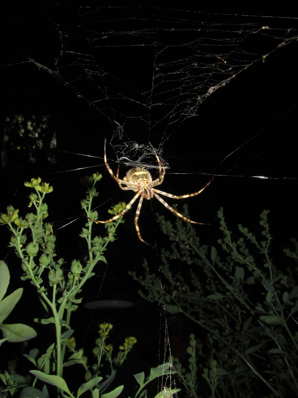 spider argiope argentata night free photo