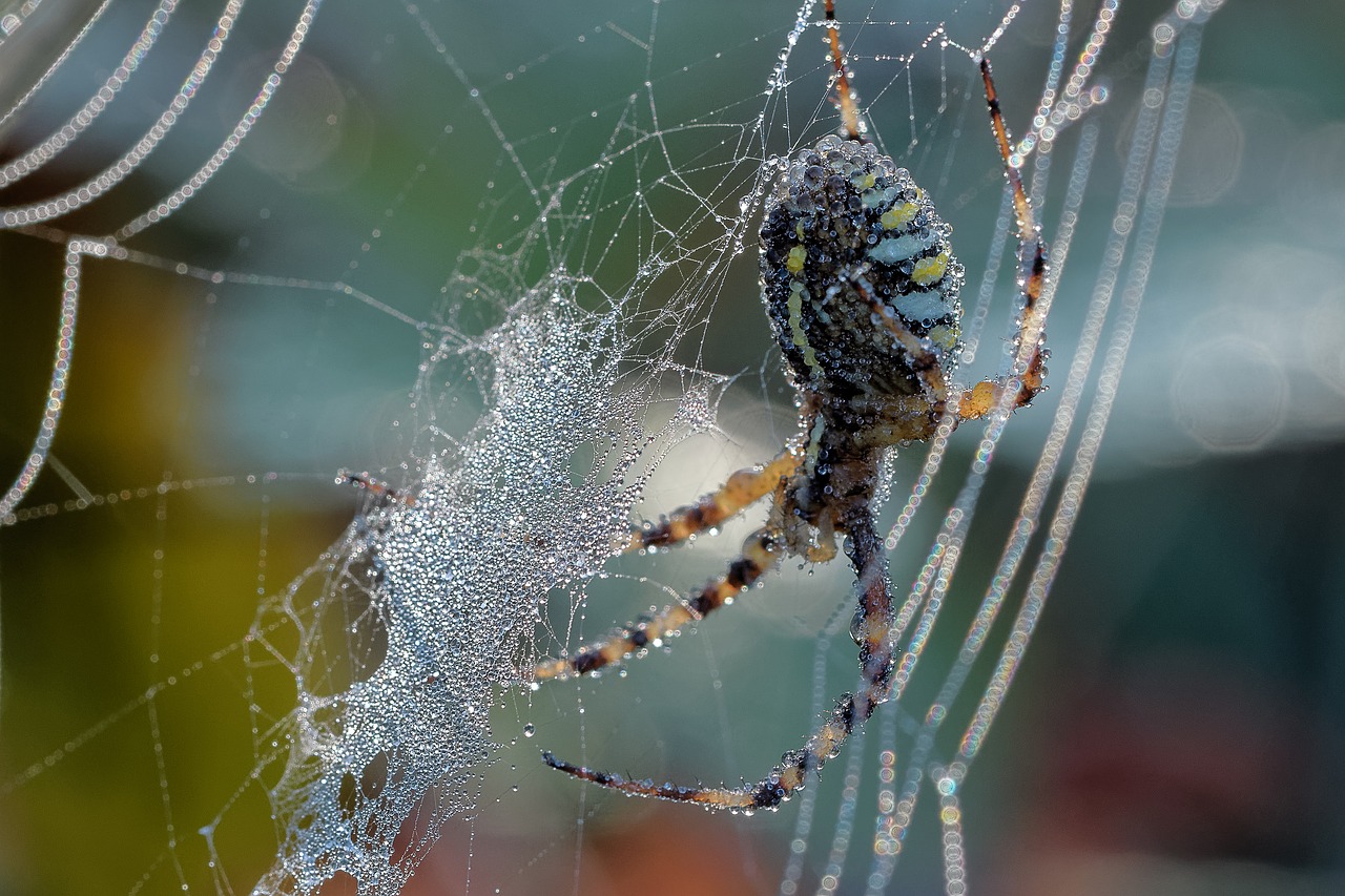 spider dew web free photo