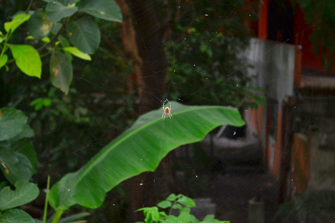 spider garden nature free photo