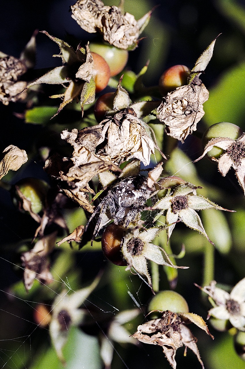 spider rose nature free photo