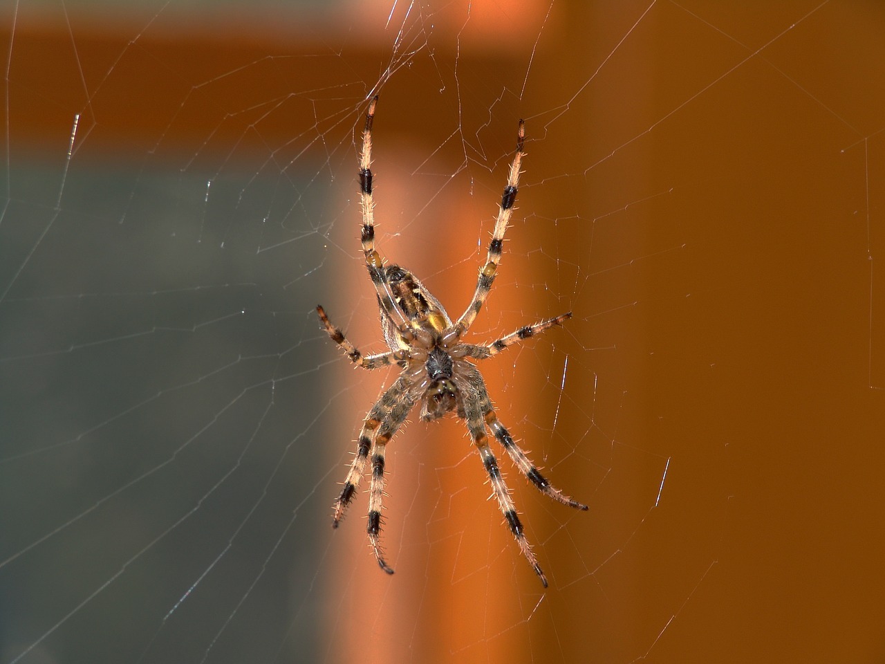 spider animal nature free photo