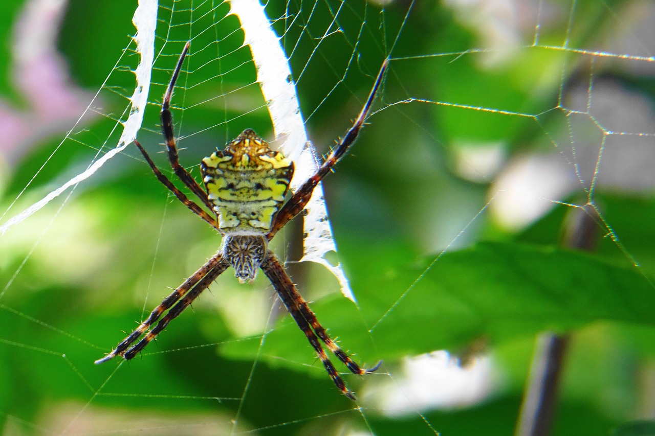 spider macro bokeh free photo