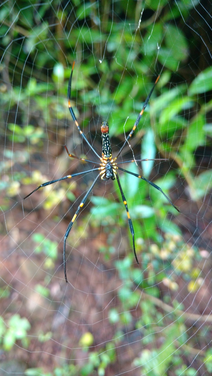 spider wab green free photo