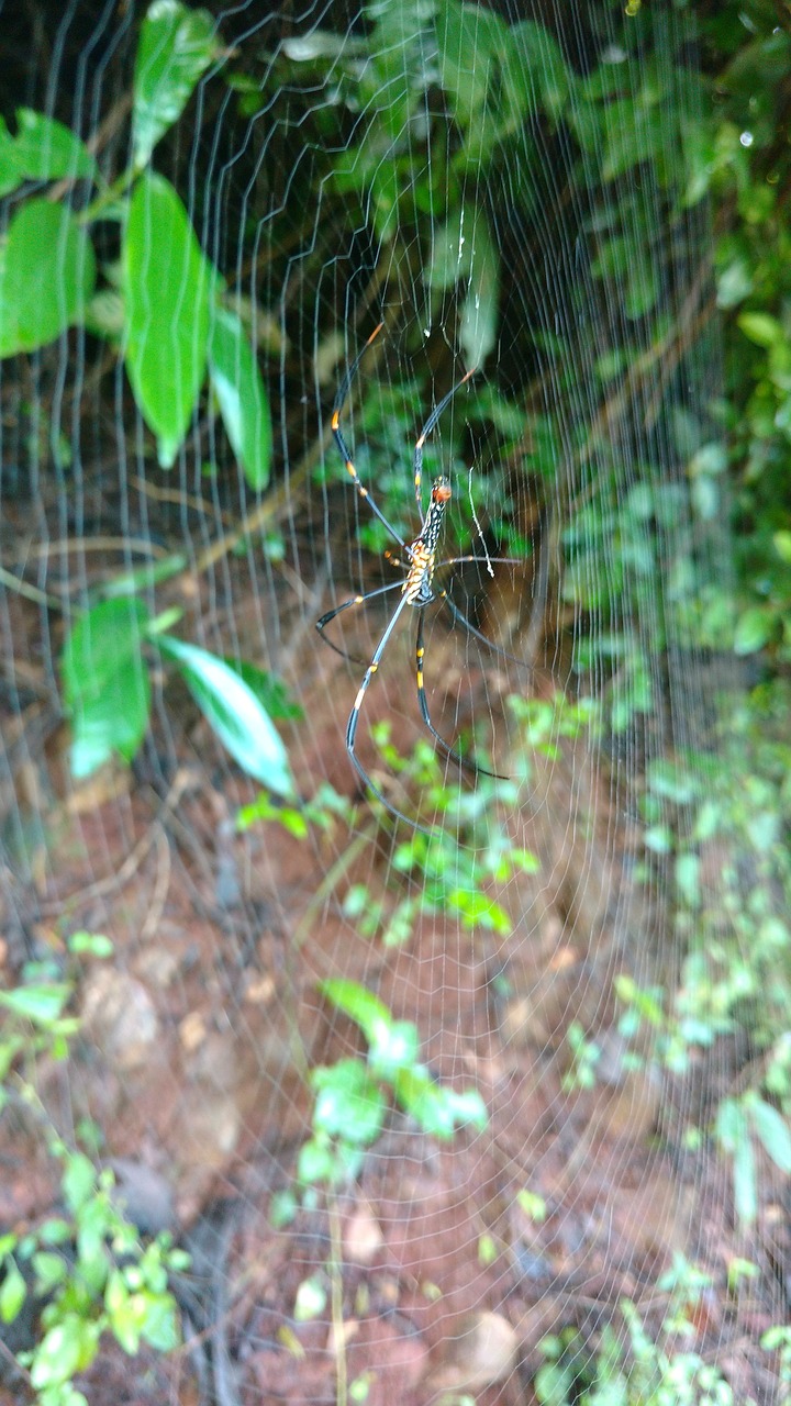 spider web plant's free photo