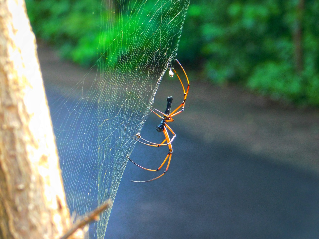 spider web road free photo