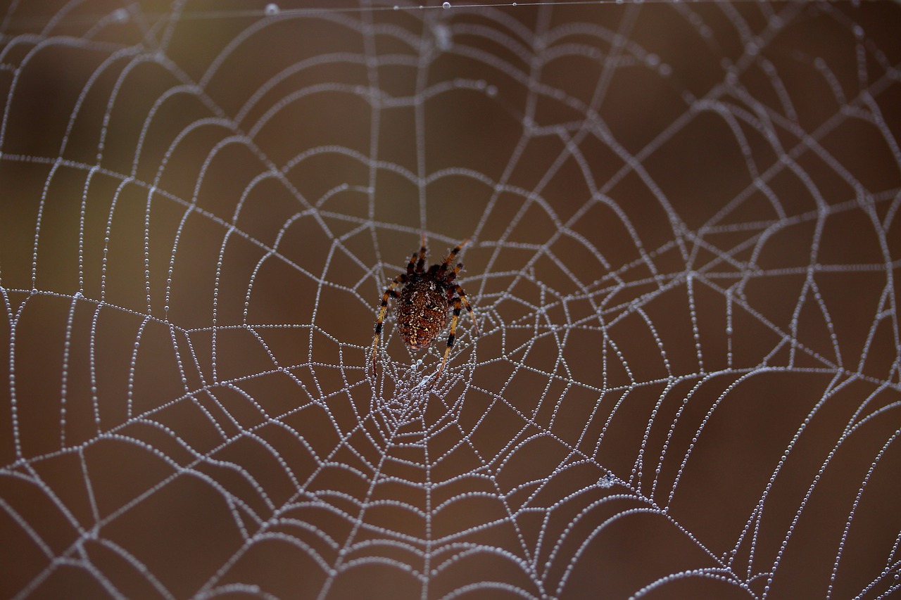 spider spider web wet free photo