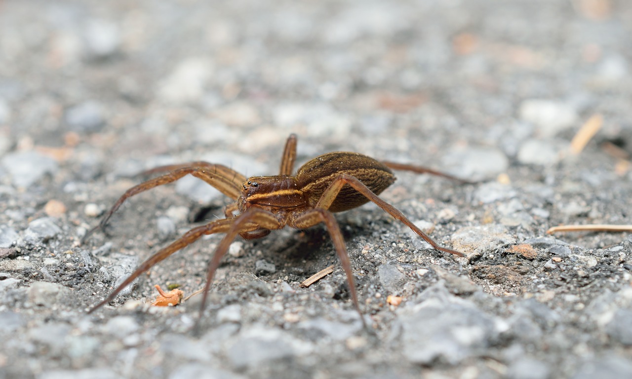 spider summer morning free photo