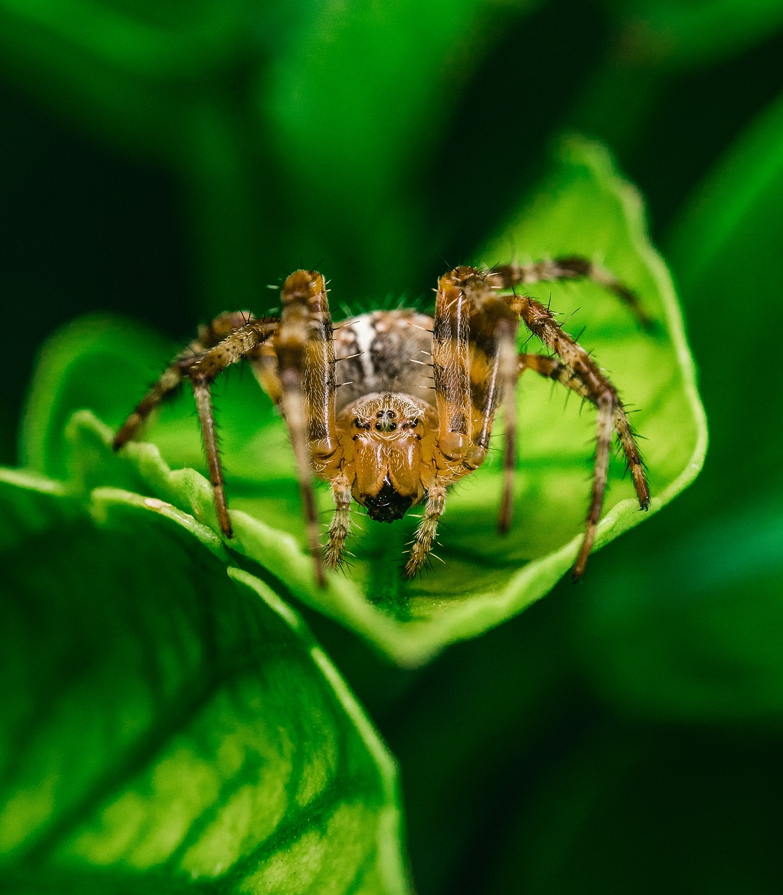 spider leaves wildlife free photo