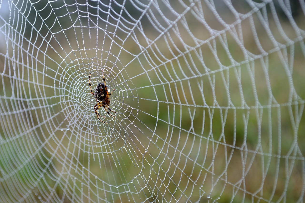 spider spider web autumn free photo