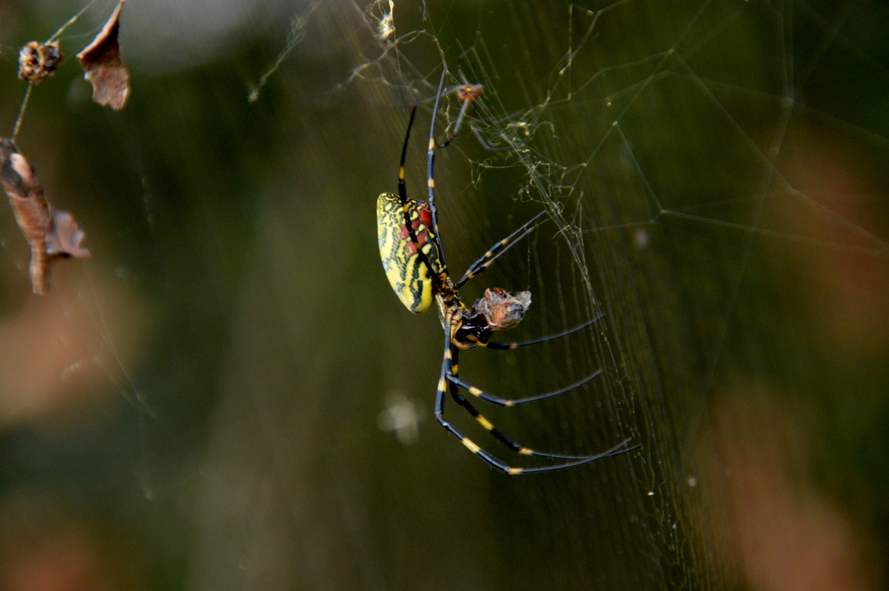 spider shaman insects free photo