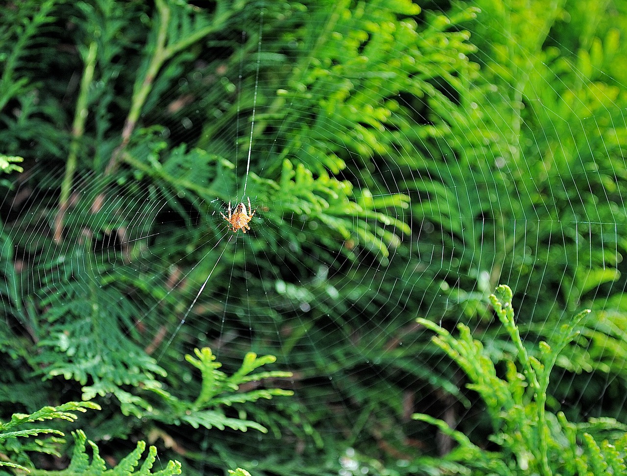 spider cobweb nature free photo