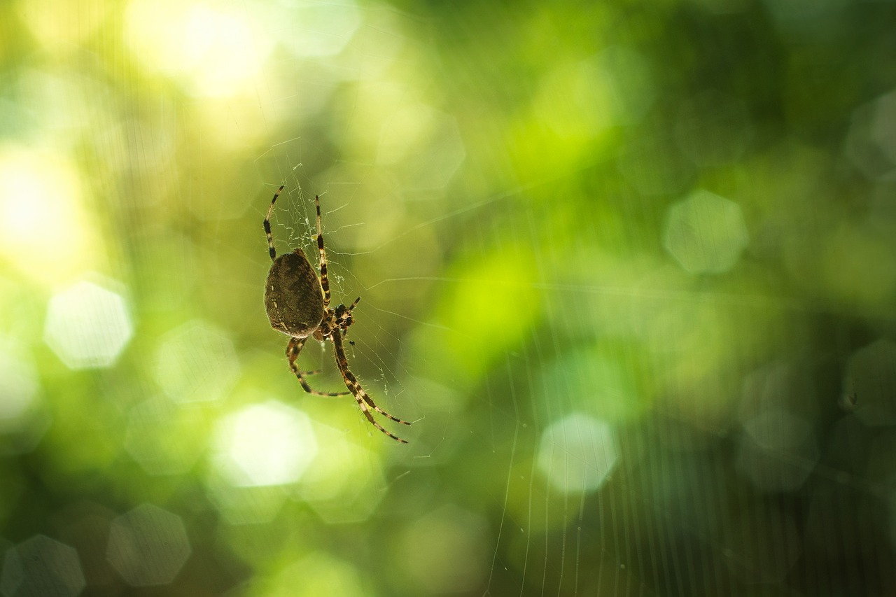 spider nature insect free photo