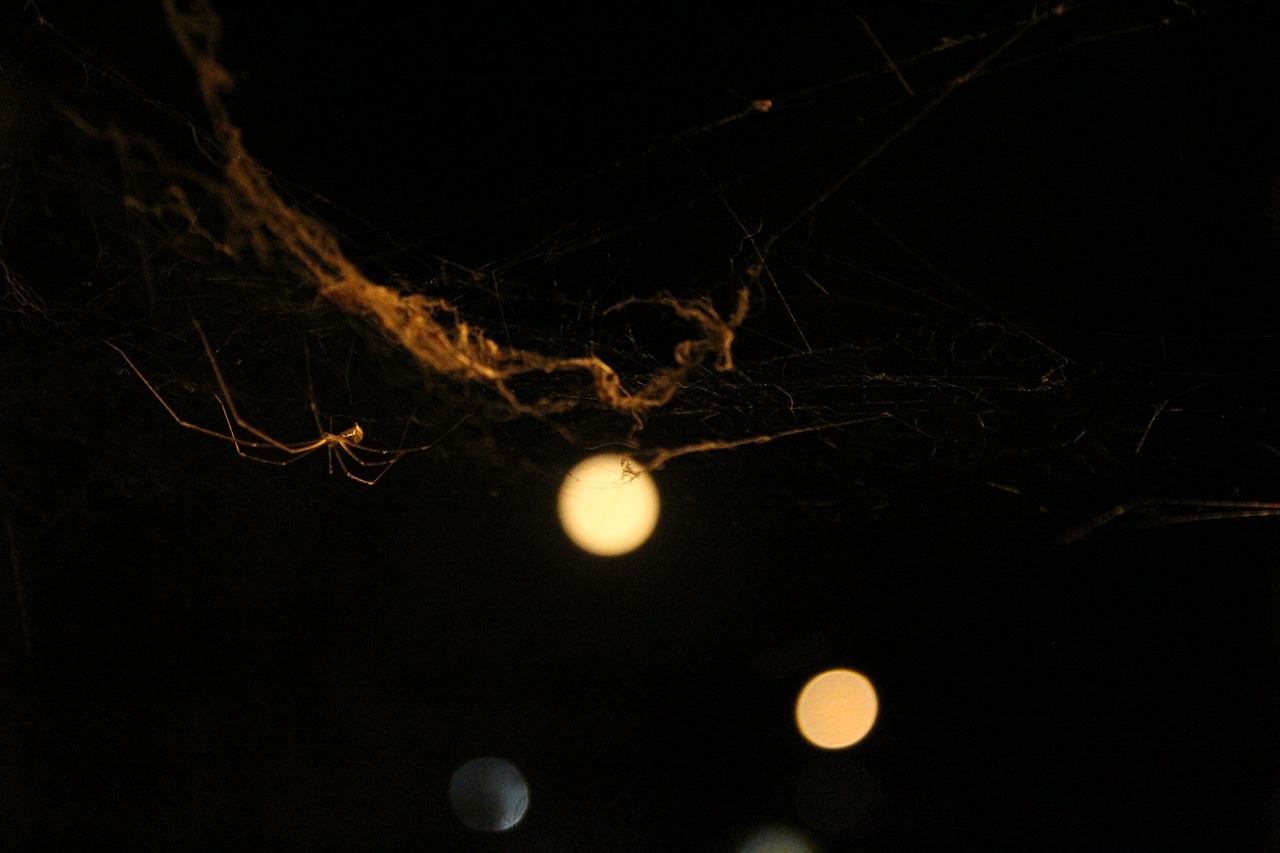 spider web arachnid free photo