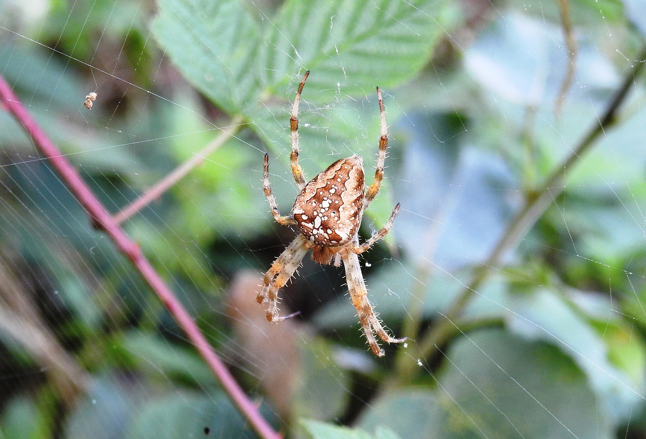 spider nature animal free photo