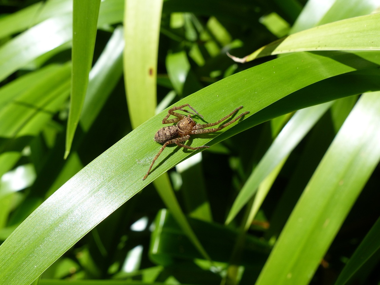 spider insects insect free photo