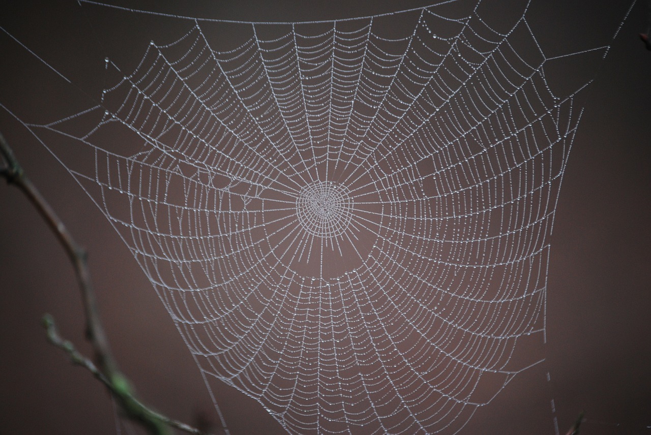 spider web winter free photo