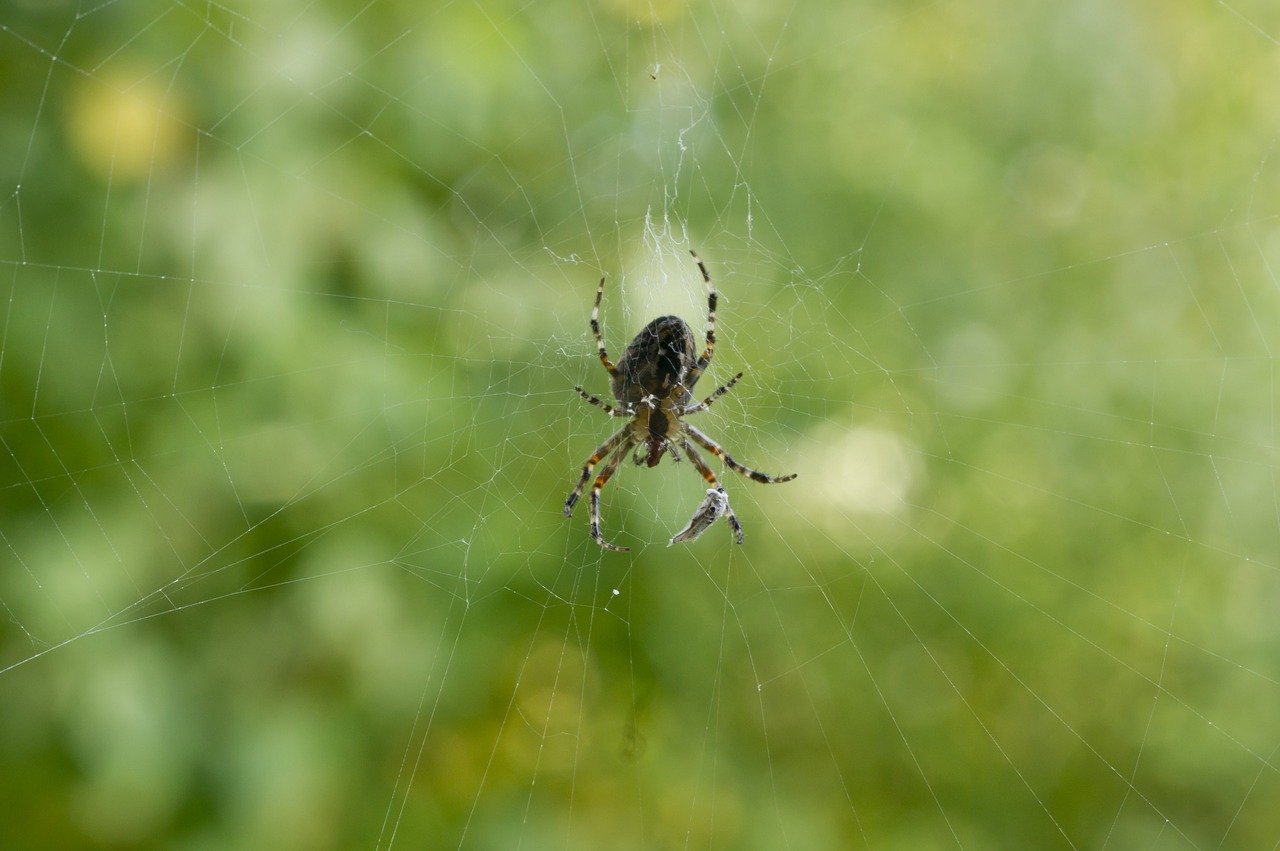 Пауки кировской области фото и описание Download free photo of Spider,cobweb,nature,close,network - from needpix.com