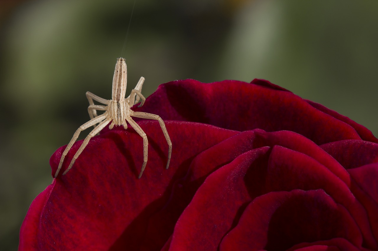 spider red rose nature free photo