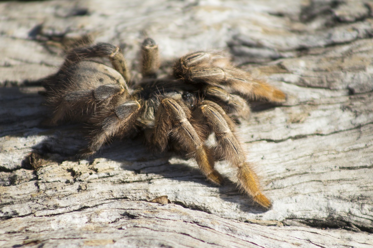 spider bark wildlife free photo