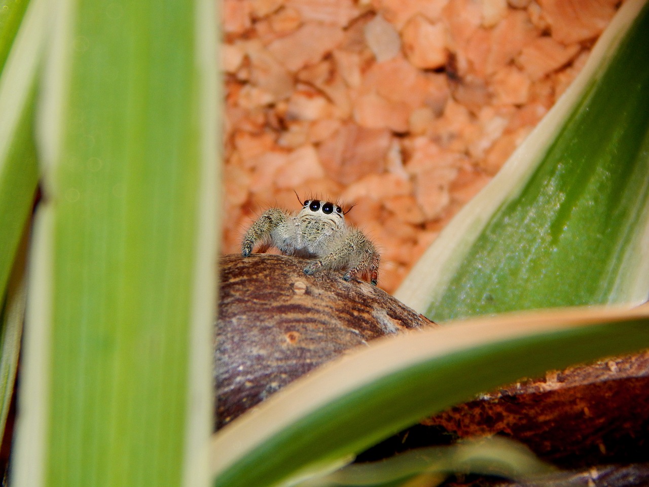 spider jumping spider small spider free photo