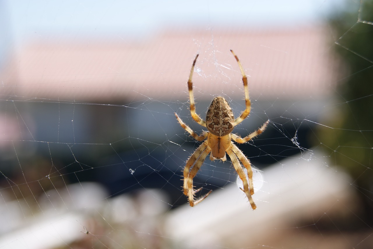 spider animal insect free photo