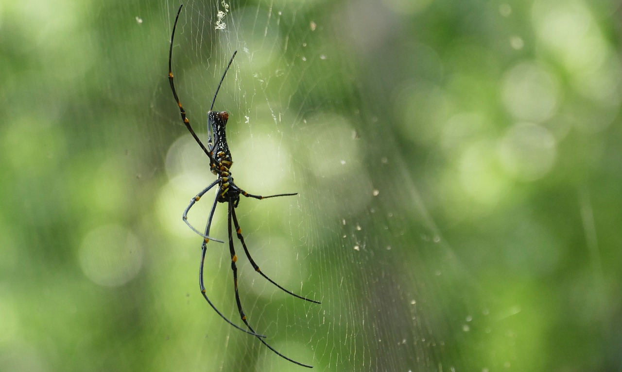 spider web jungle free photo