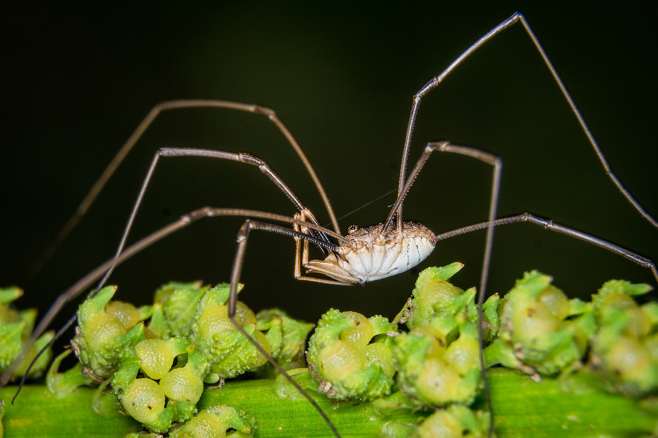 spider macro weber servant free photo