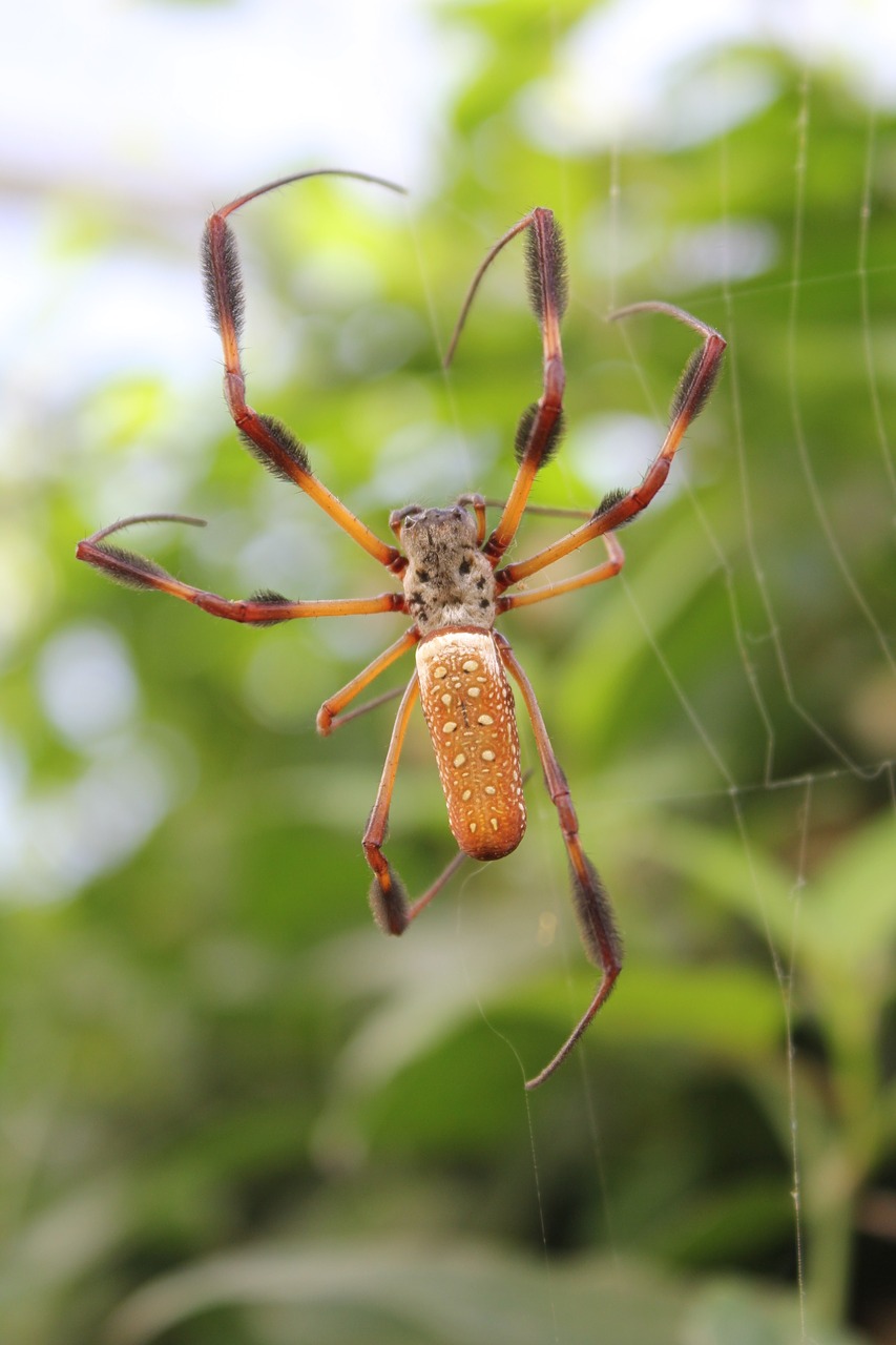 spider insect arachnid free photo