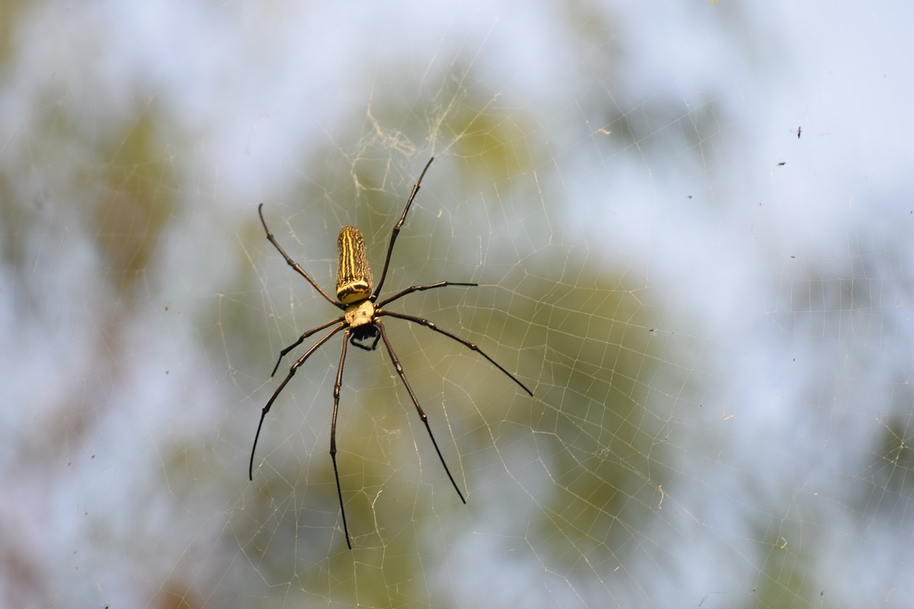 spider outdoor trees free photo