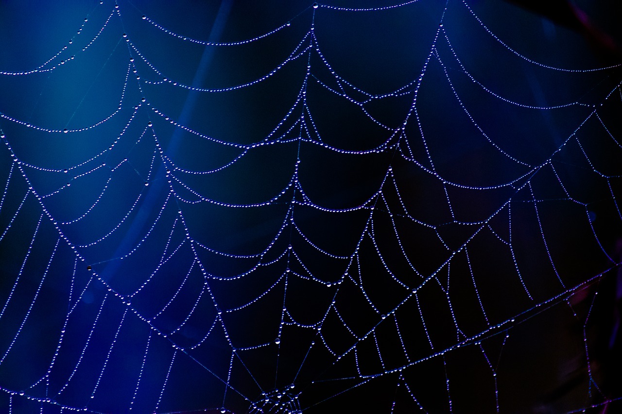 spider web blue free photo