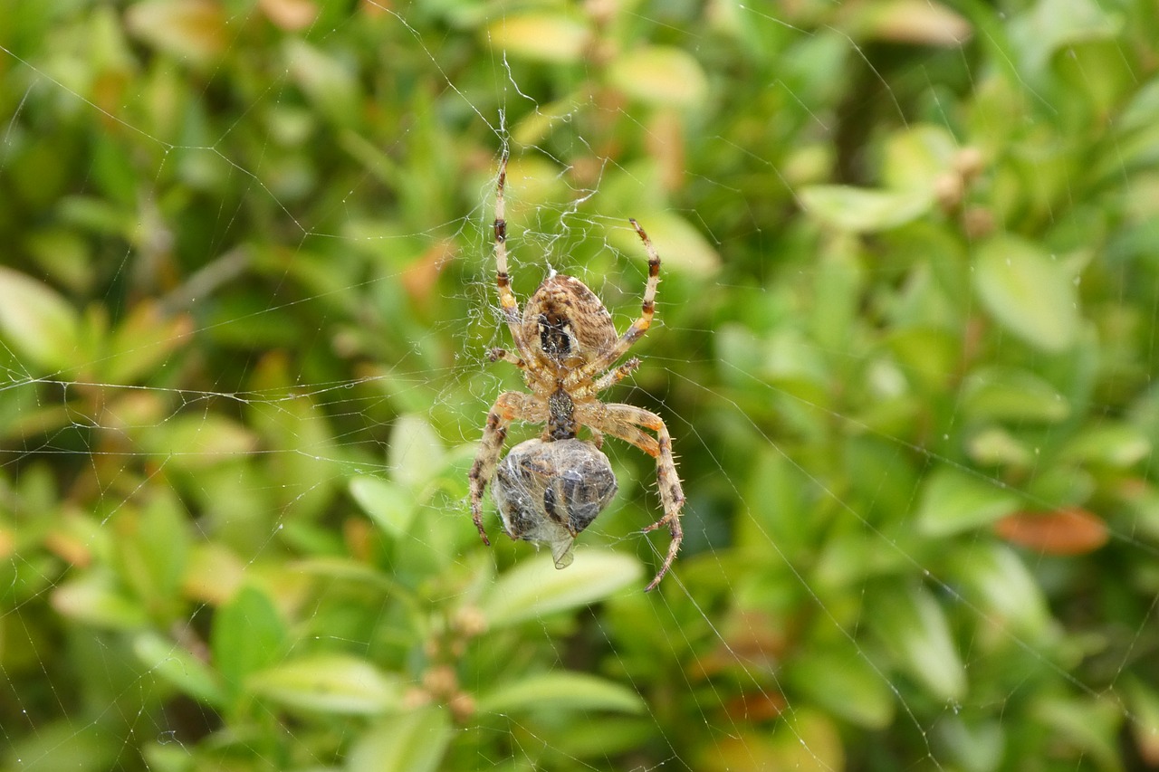 spider network prey free photo