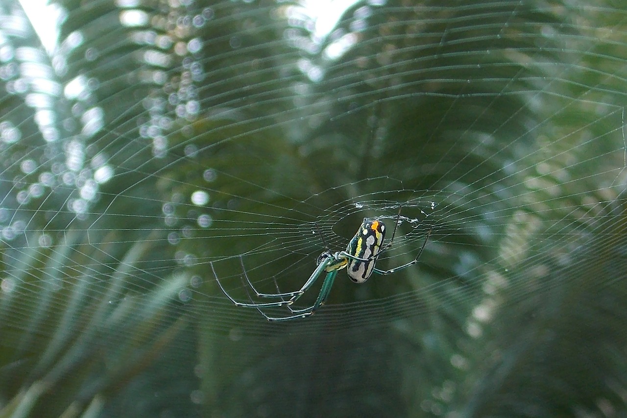 spider web insect free photo