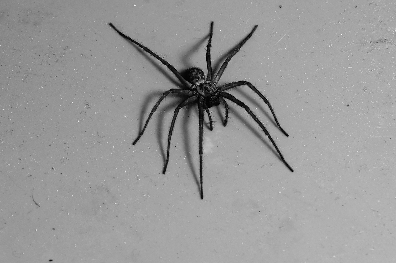 spider black white arachnid free photo