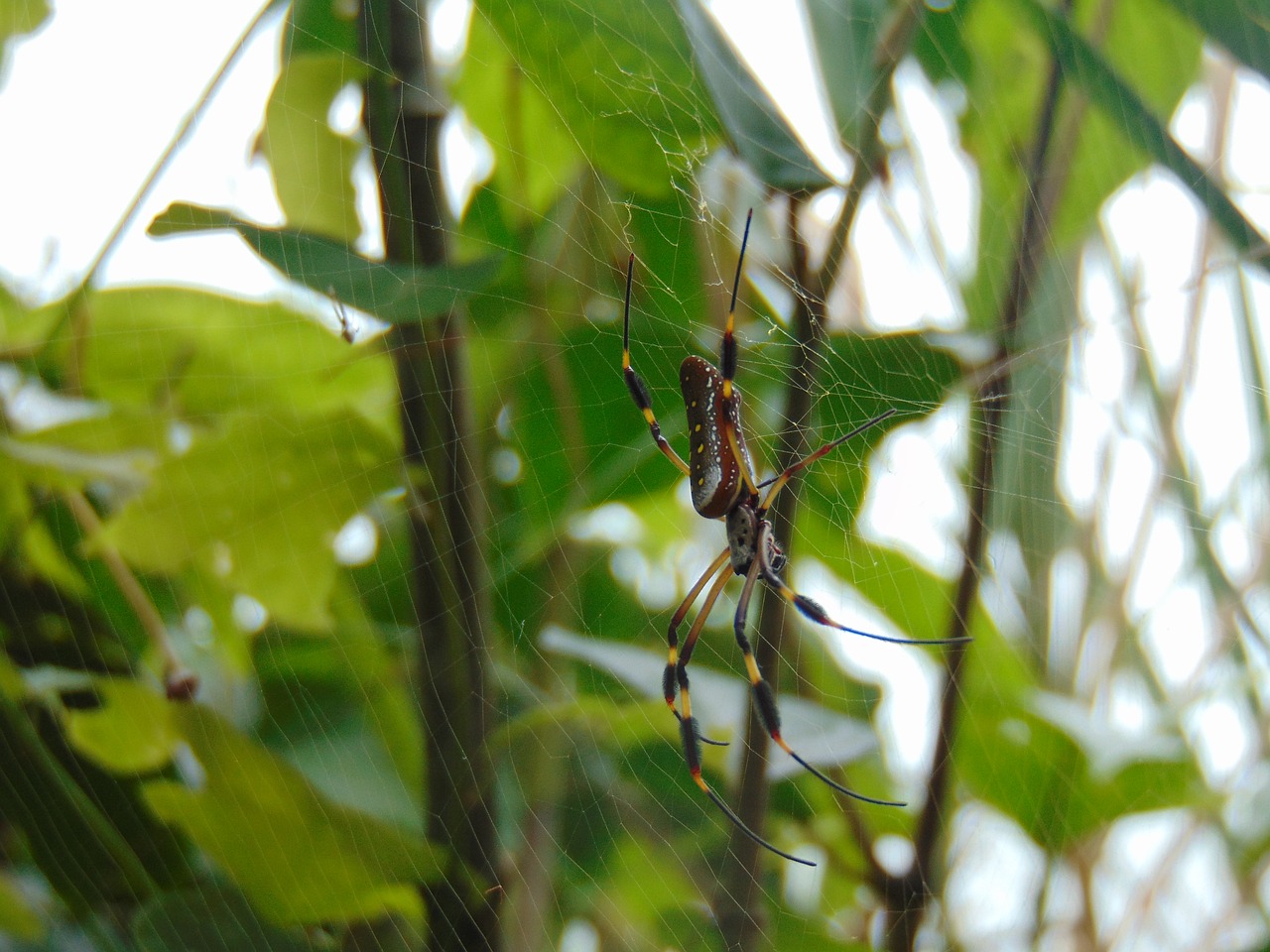 spider jungle nature free photo