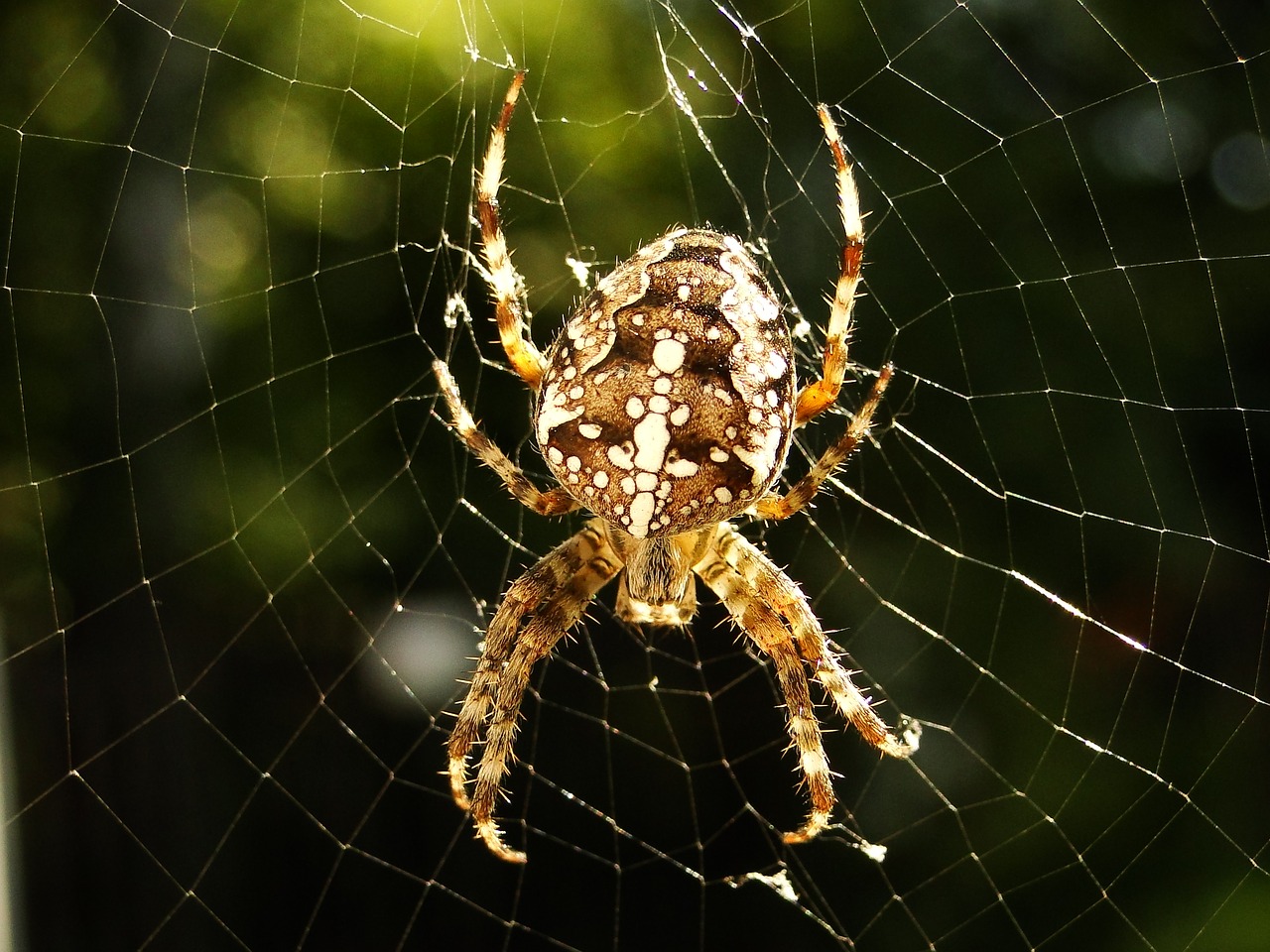 spider spider's web arachnid free photo