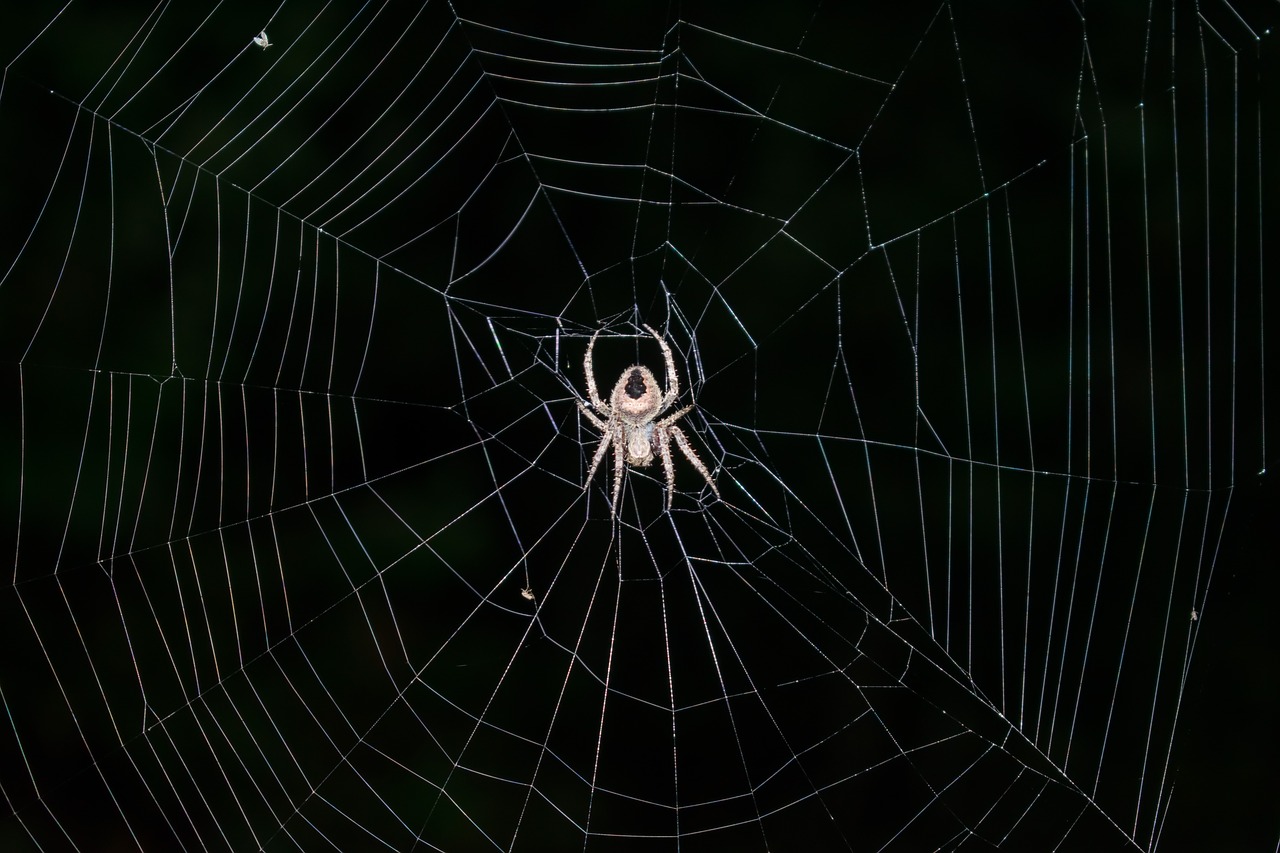 spider spiderweb arachnid free photo