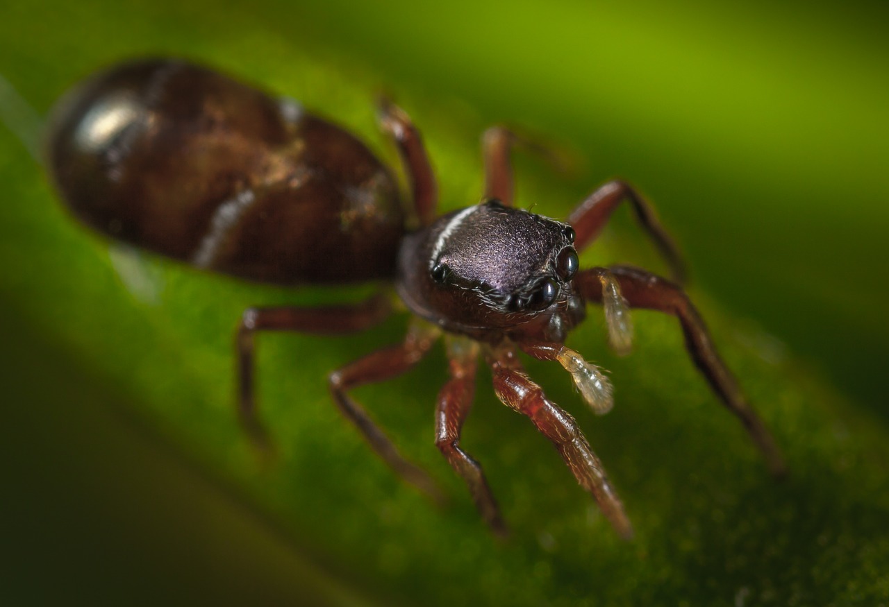 spider bespozvonochnoe nature free photo