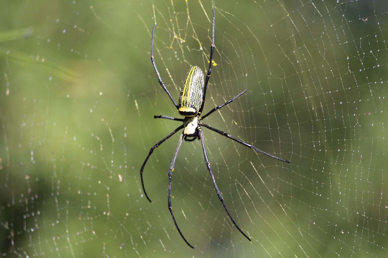 spider insect spiderweb free photo