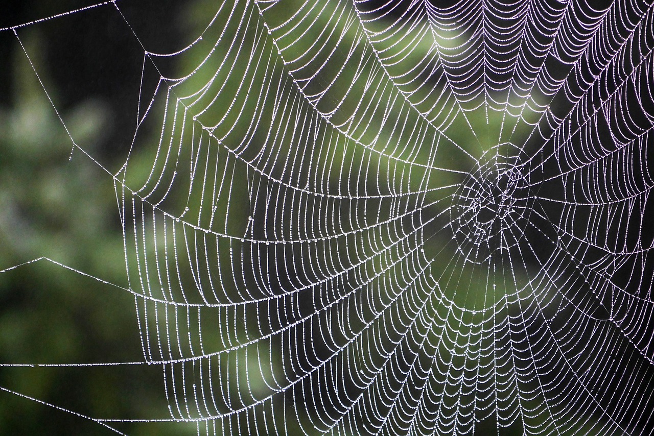 spider cobweb case free photo