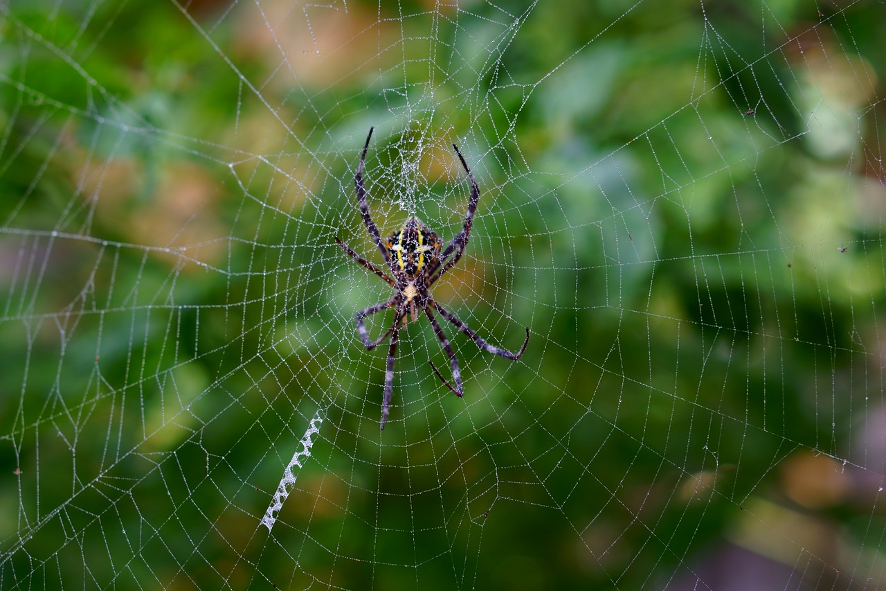 spider spiderweb arachnid free photo