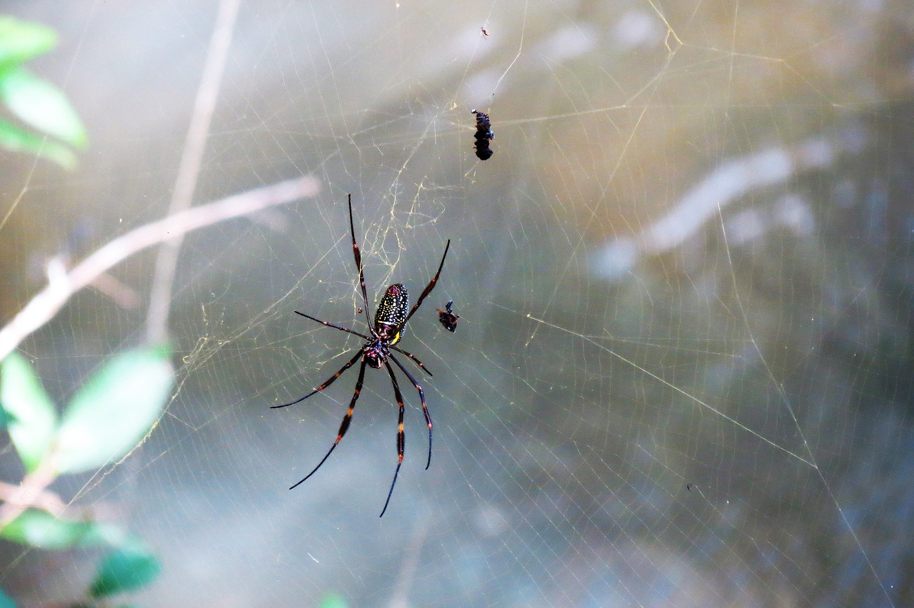 spider web arachnid free photo