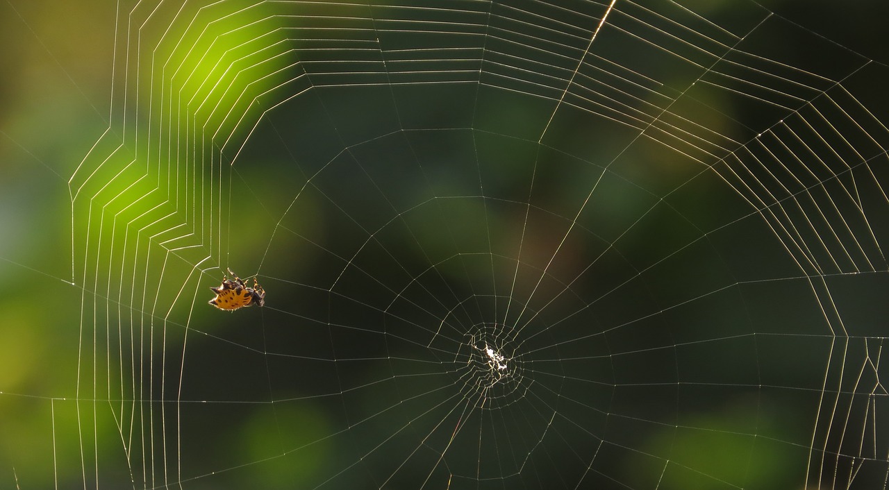 spider web arachnid free photo