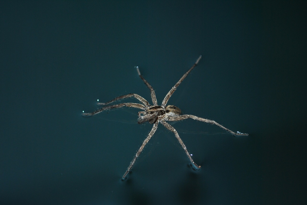 spider spider on the water insect free photo