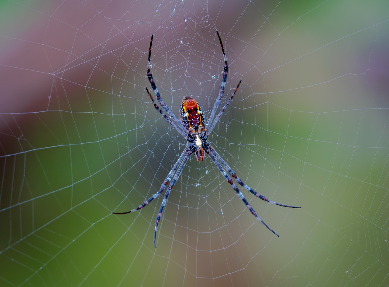 spider spiderweb darwin nt free photo