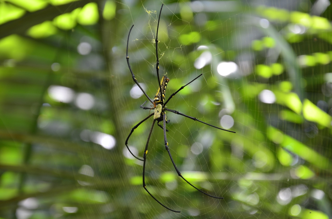 spider nature outdoor free photo